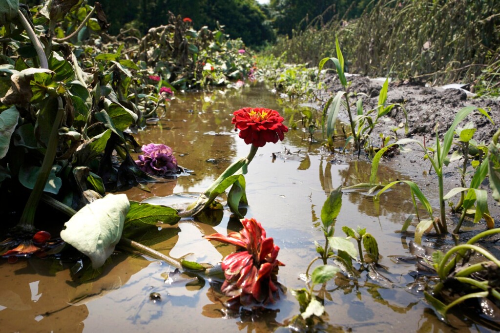 Where Flooding Has Become More Frequent, Here’s How Gardeners Can Respond
