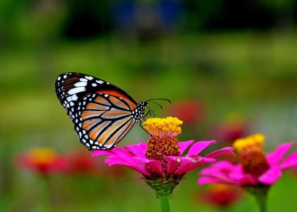 22 Plants That Can Attract Butterflies