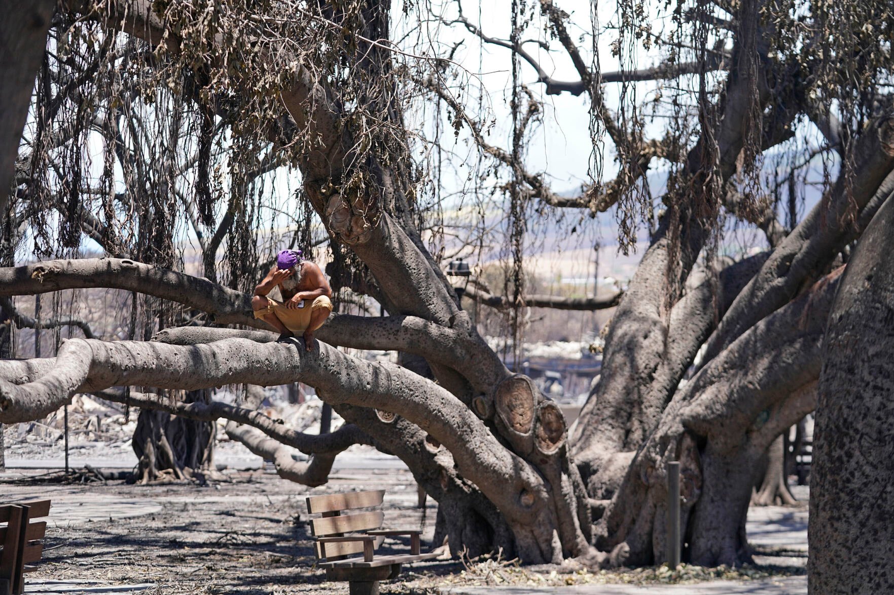 <p>A man sits Aug. 11 on a historic banyan tree damaged by wildfire in Lahaina, Hawaii. </p>