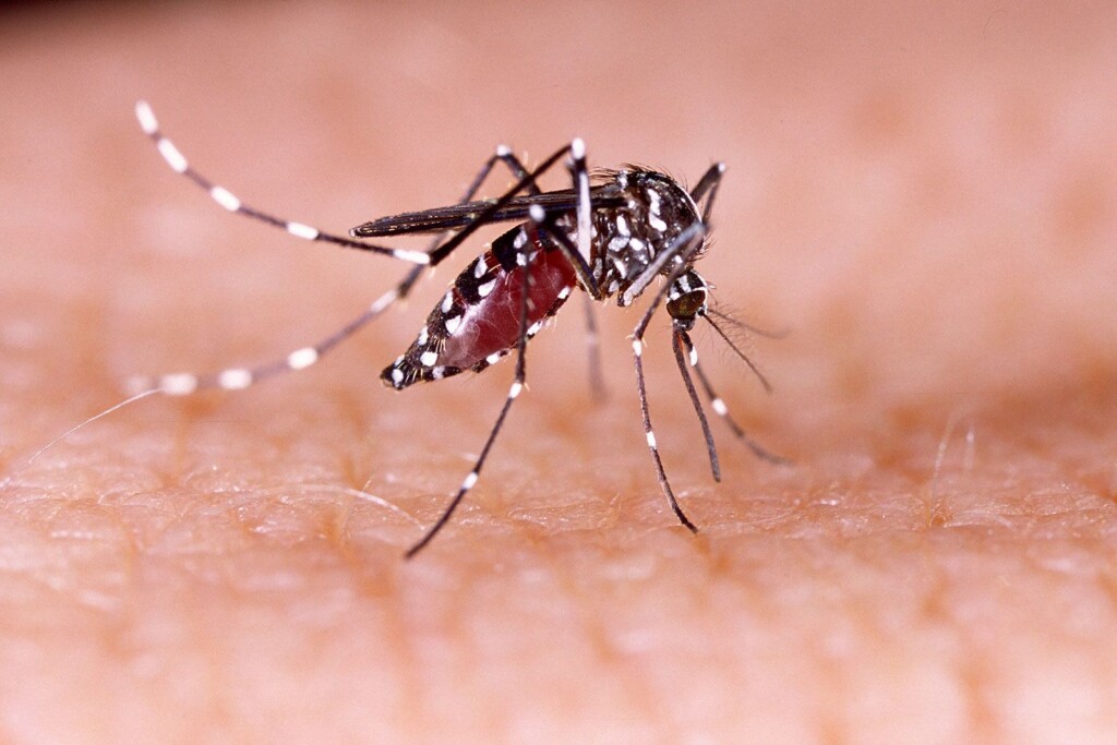 What To Know About Dengue As Cases Are Reported In Florida