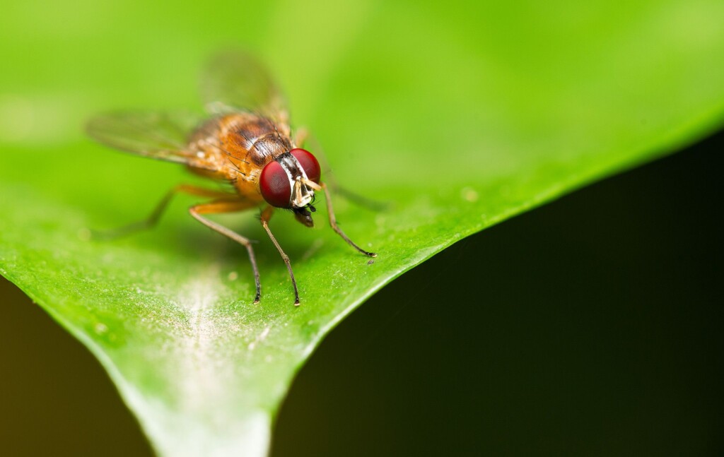 Scientists Use Gene Editing To Induce Virgin Births In Fruit Flies