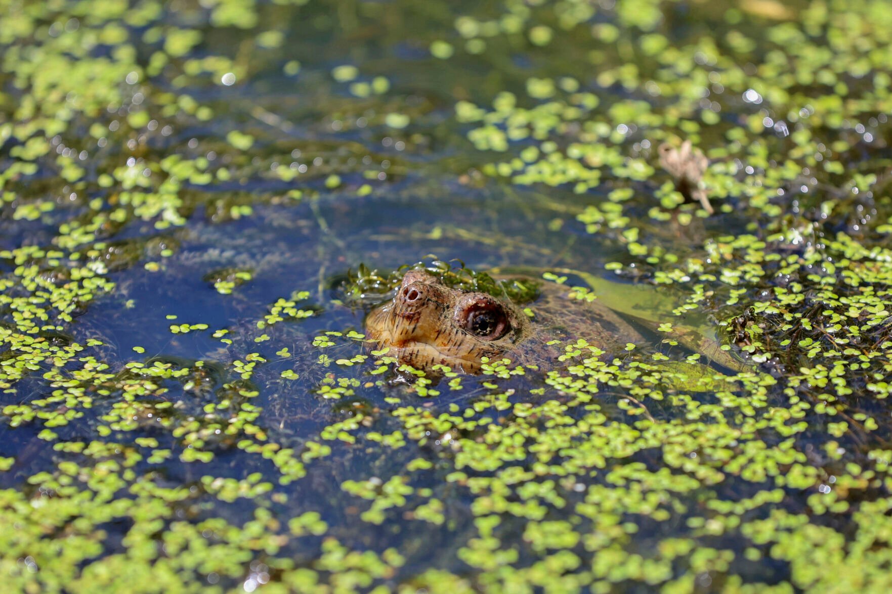 <p>FILE - A turtle pokes its nose out of the water in the wetlands inside Sugar Hollow Park in Bristol, Va., June 12, 2023. </p>