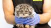 Finnish Zoo Celebrates Arrival Of Adorable Pallas’s Cat Kitten