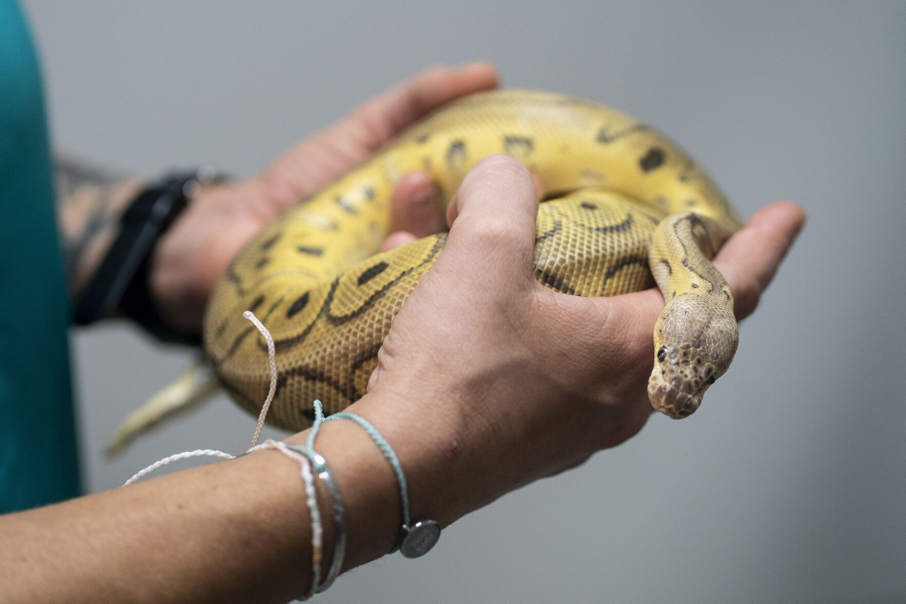 <p>Veterinary technician Sara Drumstra displays a ball python found outside a Delta Sonic near Buffalo, N.Y.</p>