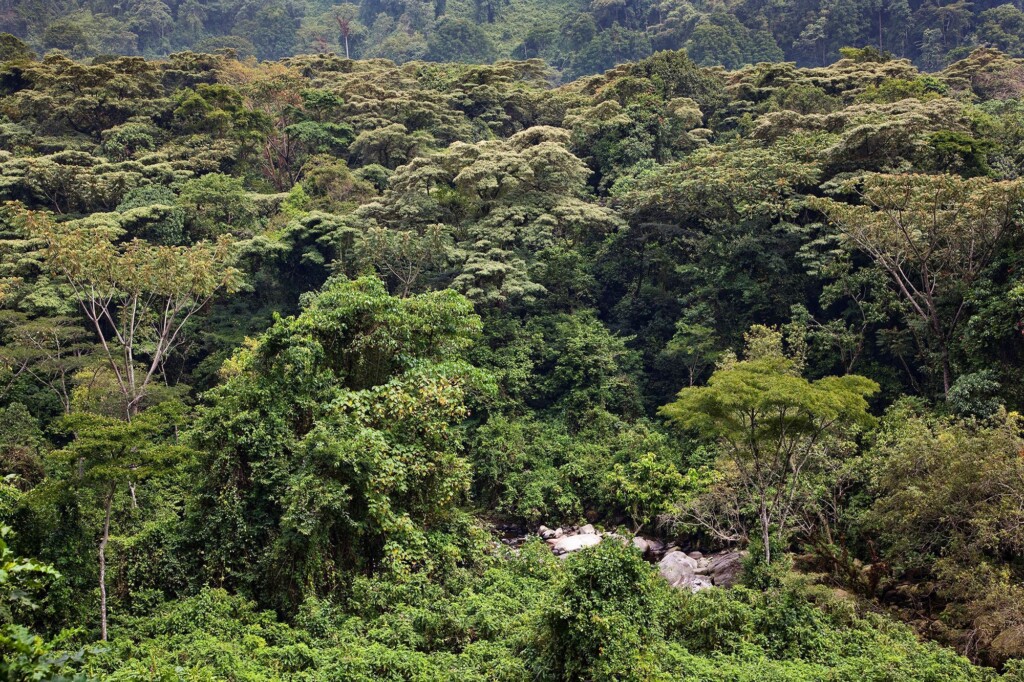 Parts Of Tropical Rainforests Could Get Too Hot For Photosynthesis, Study Suggests
