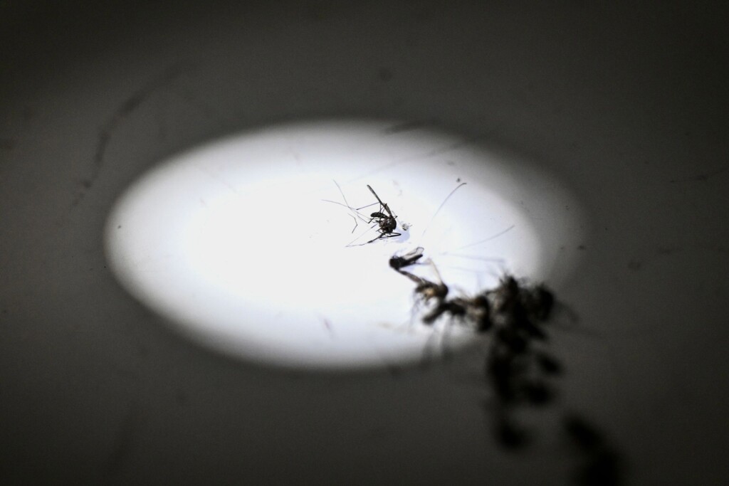 The Us Eliminated Malaria In 1951. How Can It Keep It Under Control Now?
