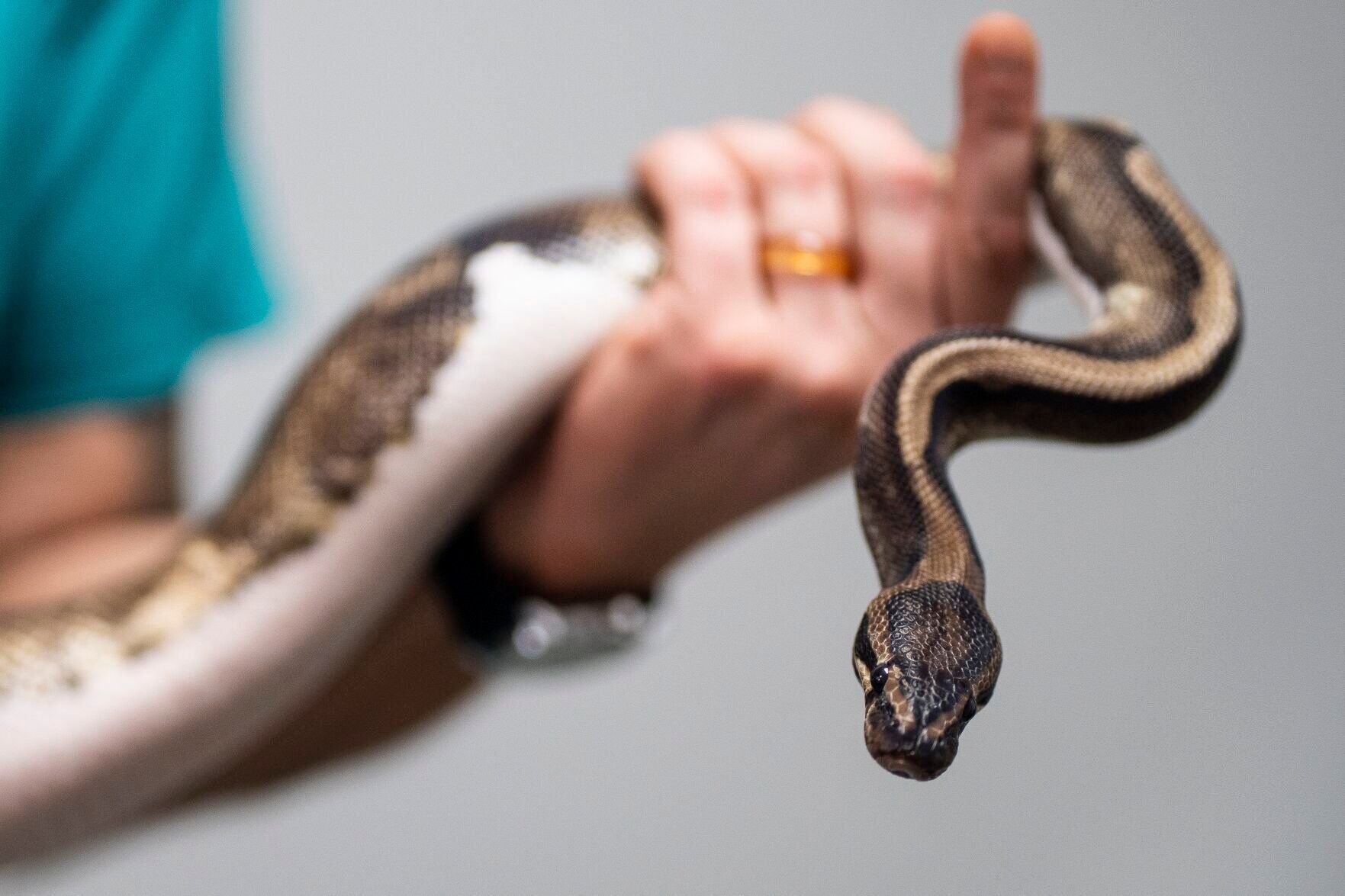 <p>Veterinary technician Sara Drumstra displays a ball python found outside a Delta Sonic near Buffalo, N.Y.</p>