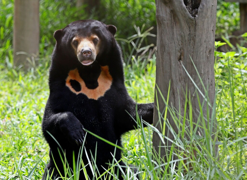 World’s Smallest Bear Finally Has Its Time In The Sun. But Is That A Good Thing?