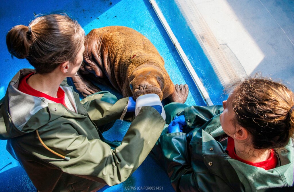 ‘cuddling’: Just What The Doctor Ordered For Rescued Walrus Calf In Alaska