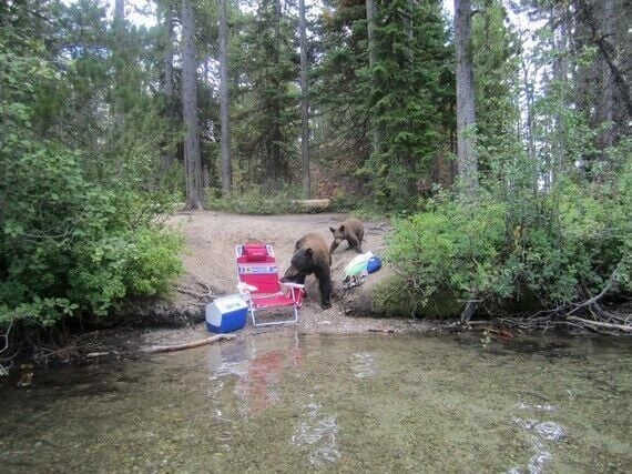 Grand Teton National Park Black Bears Raiding Swimmers’ Coolers, Backpacks