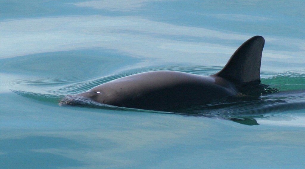 International Whaling Commission Issues Its First Ever Extinction Alert Over Endangered Vaquita Porpoise