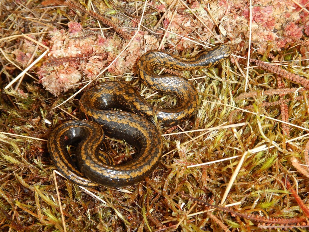 This Newly Discovered Snake Species Is Named For Harrison Ford
