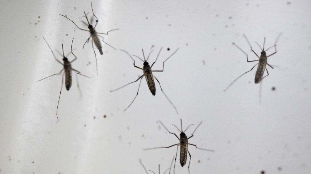 Rare Mosquito Borne Virus Reported In Alabama And New York, With One Death