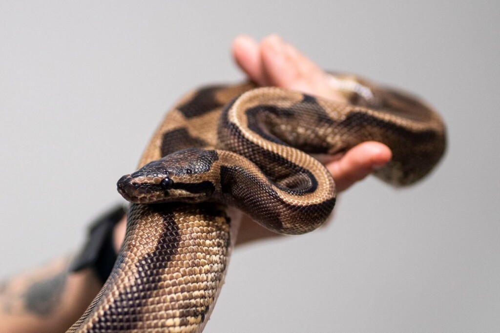 Call It Delta S S S Sonic: 5 Pythons Found In A Month Near Ny Car Wash