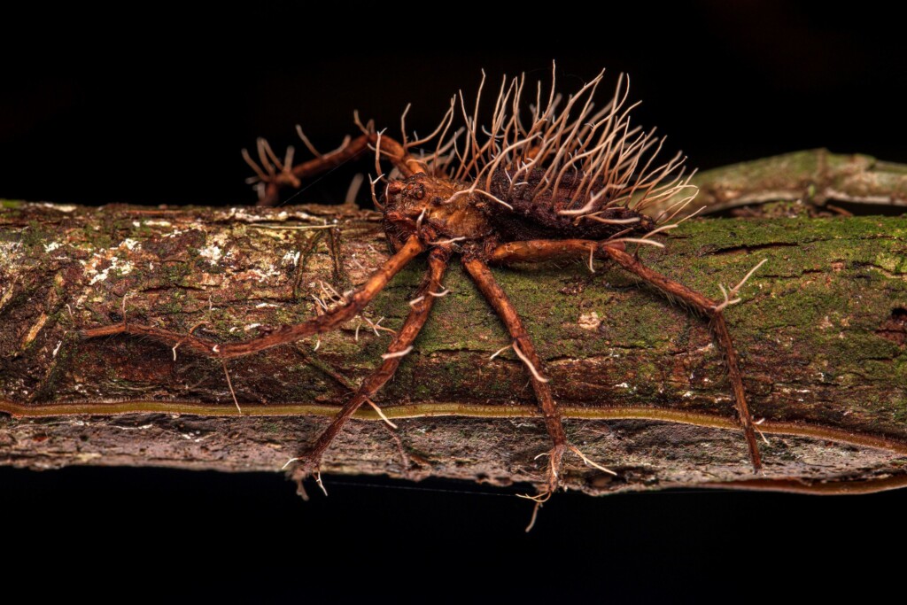 Incredible Images Reveal Nature’s More Obscure Side