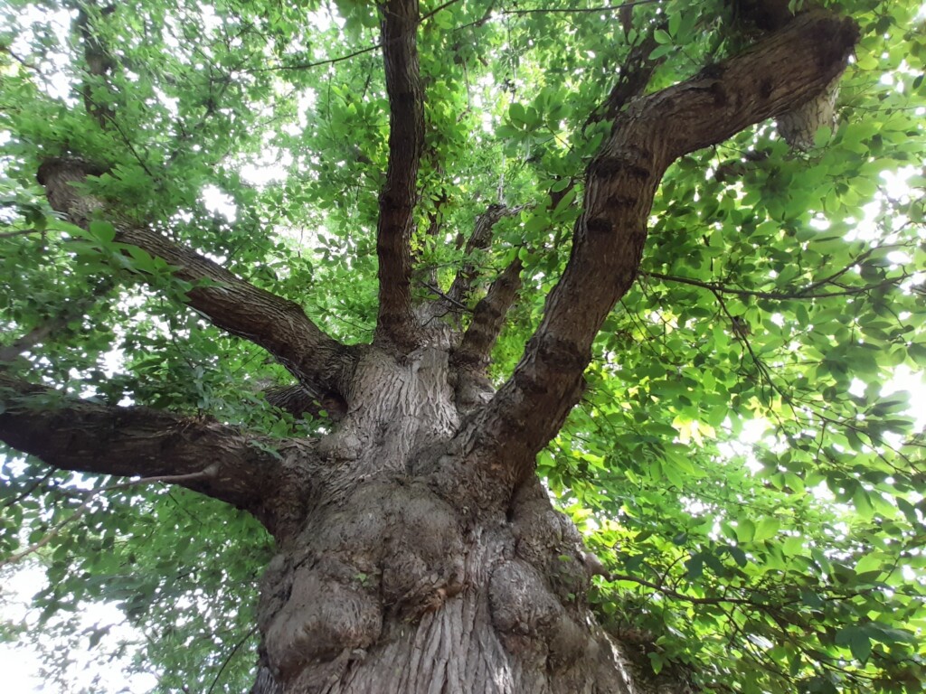 Ancient And Iconic, These Trees Are Competing For ‘tree Of The Year’