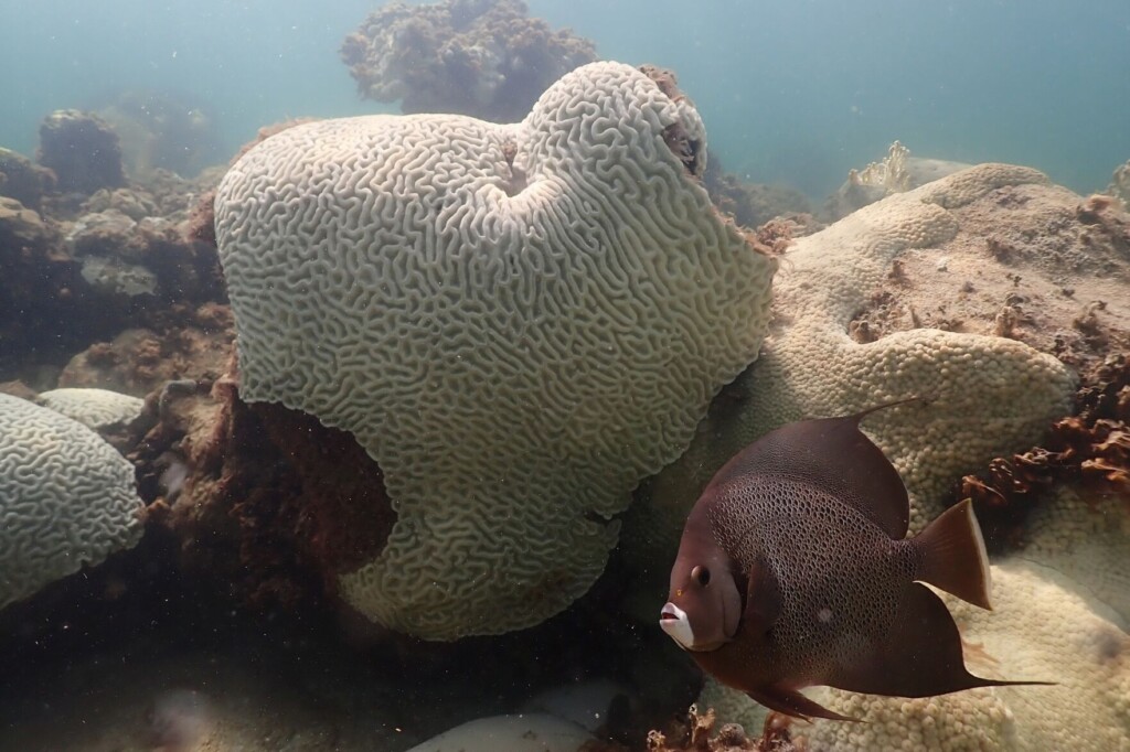 From Cod To Corals: Oceans Struggle In Summer Heat
