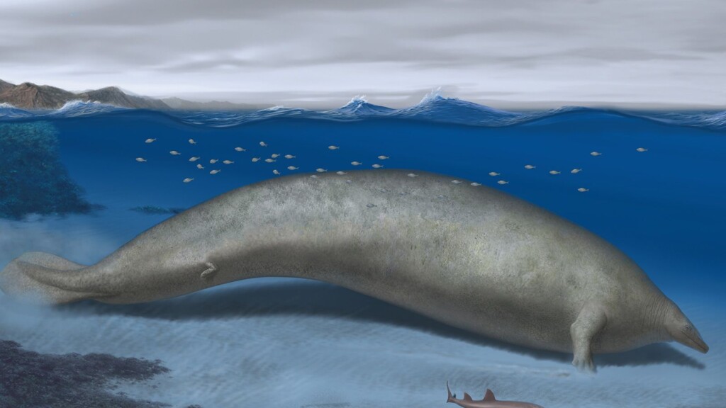 A Newly Discovered Colossal Whale Might Be The Heaviest Animal Ever, Study Finds