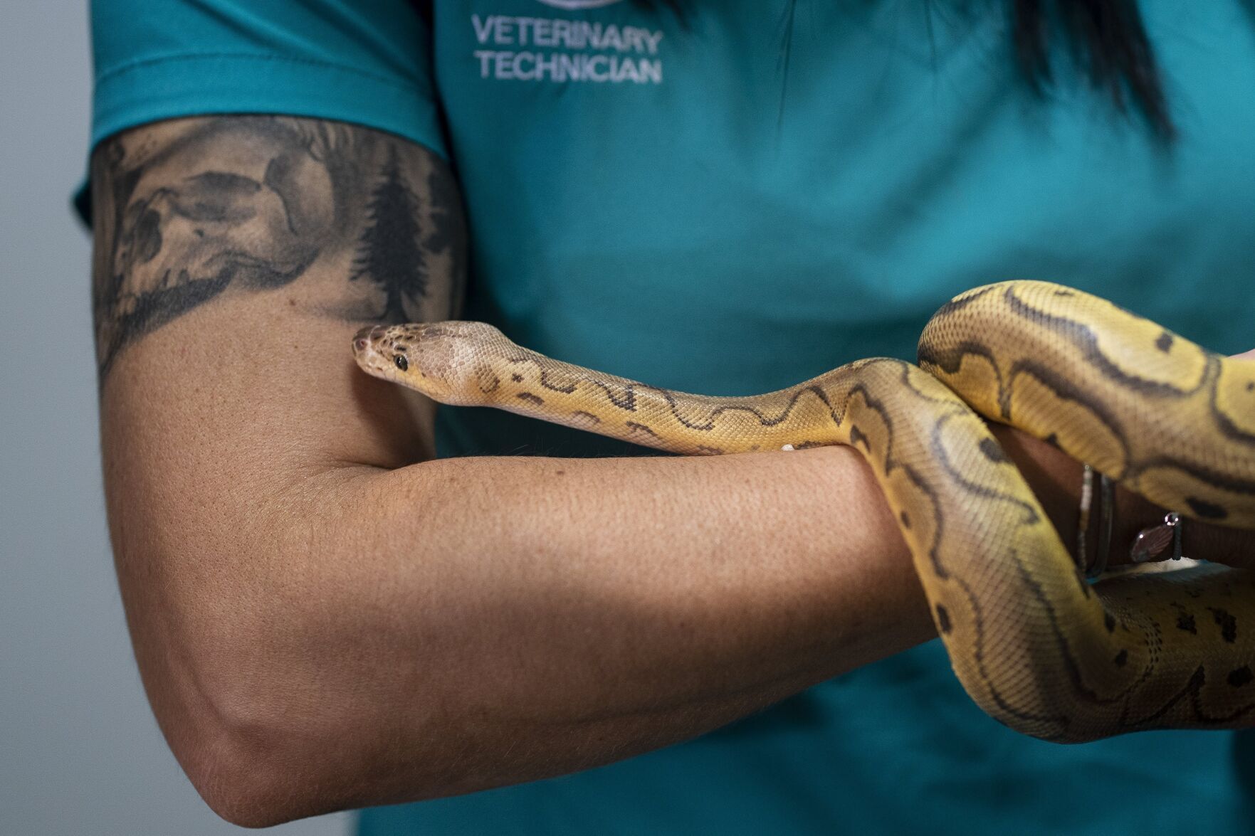 <p>Veterinary technician Sara Drumstra displays a ball python found outside a Delta Sonic near Buffalo, N.Y.</p>