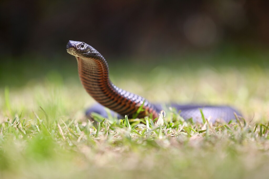 Snake Season Starts Early As Unusually High Temperatures Hit Australia