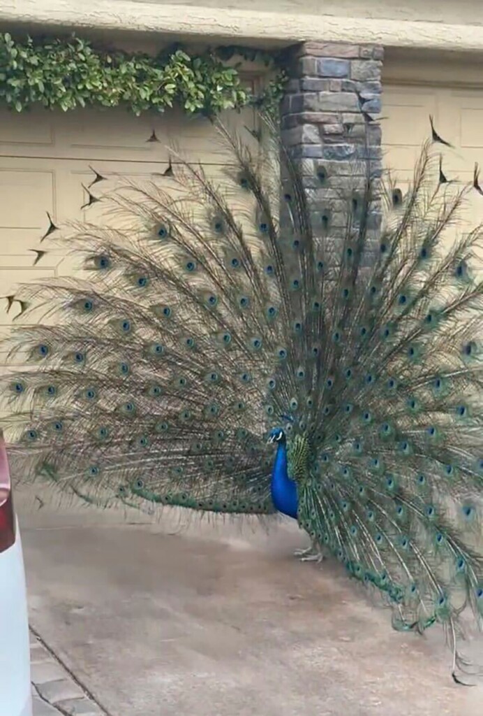 ‘we Want Justice’: Pete The Peacock, Adored By Vegas Neighborhood, Fatally Shot With Bow And Arrow
