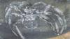 Fossil Of 310 Million Year Old Spider Discovered In Germany