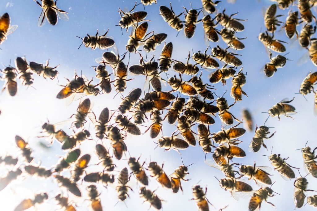 Canadian Authorities Race To Capture Five Million Bees From Roadway Spill