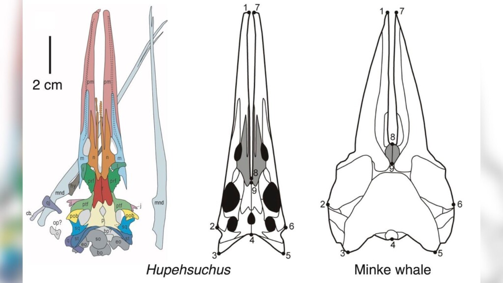 New Fossils Reveal Specialized Eating Technique Of Unusual Ancient Marine Reptile