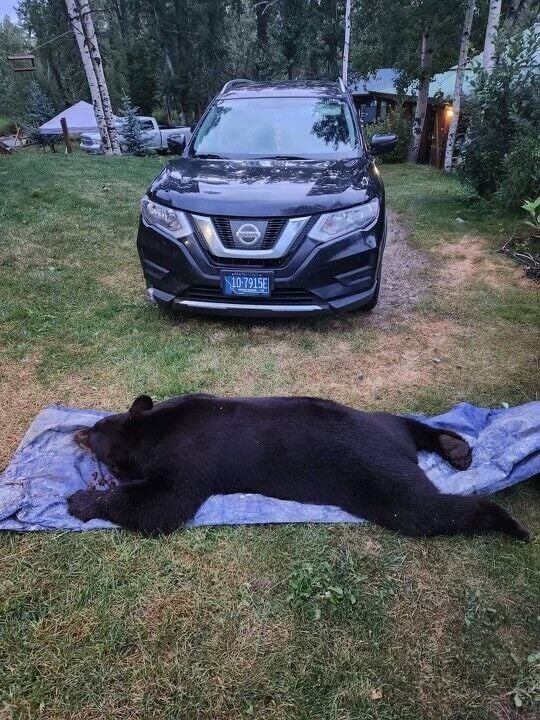 Montana Couple Shoot Bear In Their Living Room