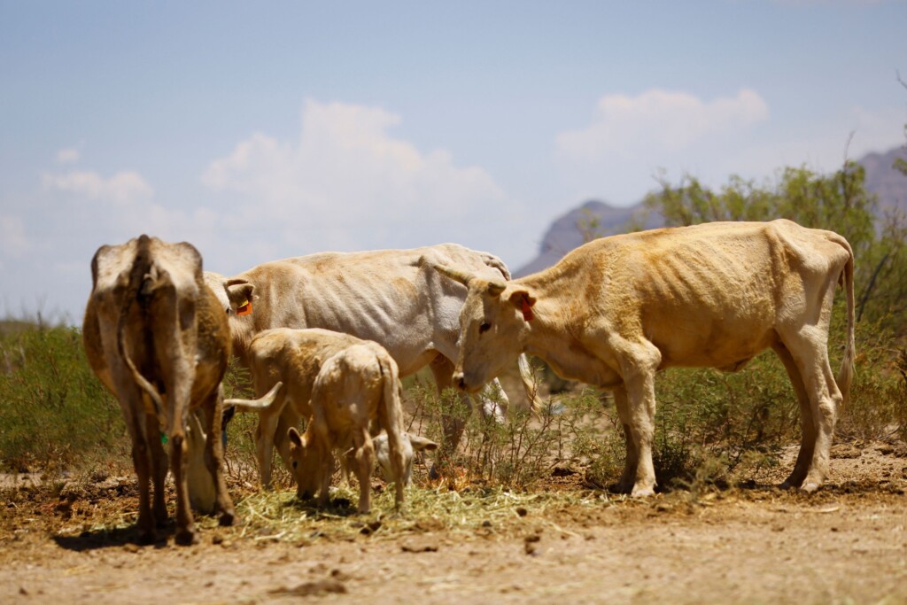 Drought Stricken Mexico Is Turning To A Controversial Technology To Make It Rain