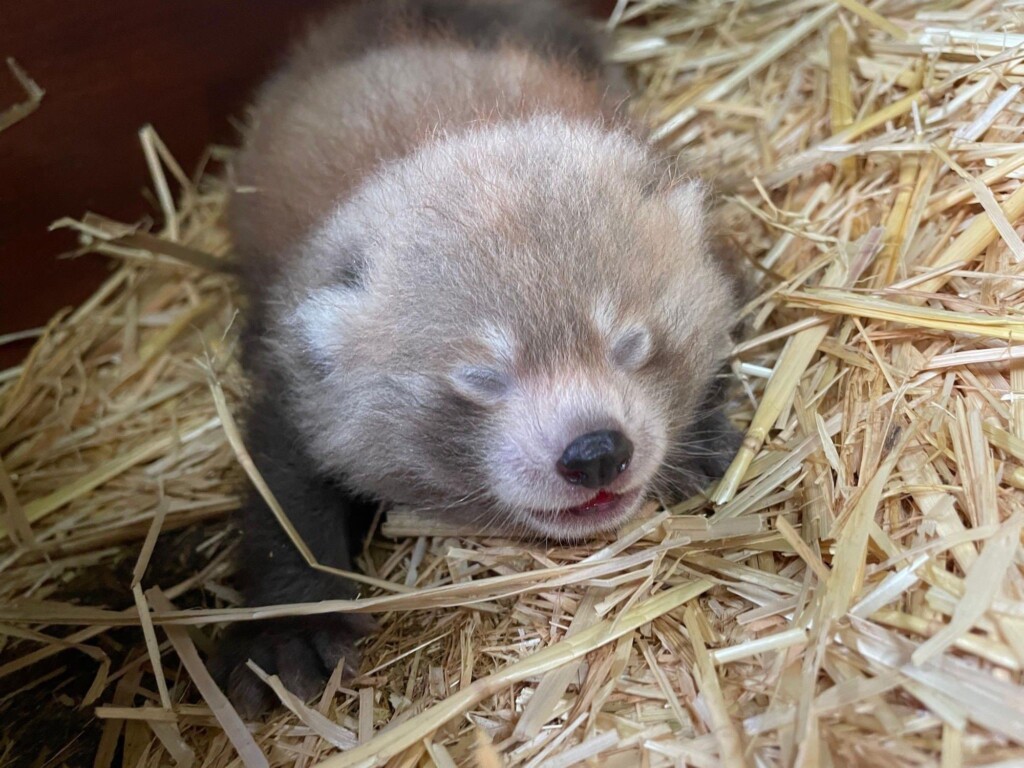 Red Panda Twin Babies Born At Uk Zoo Boost Species’ Endangered Population