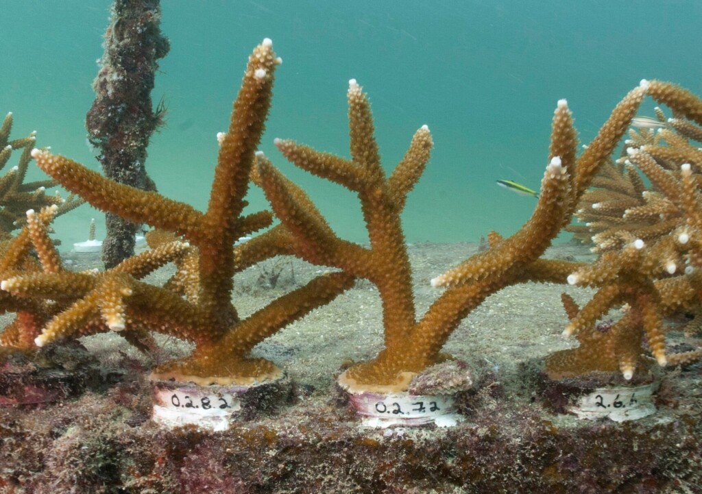Sea Temperatures Lead To Unprecedented, Dangerous Bleaching Of Florida’s Coral Reef, Experts Say