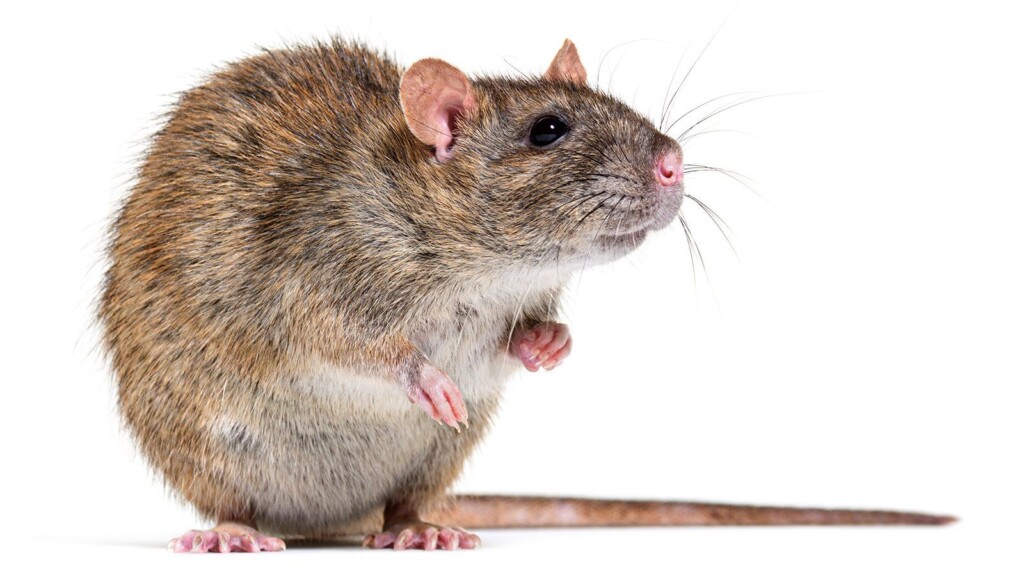 Scientists Tickle Rats To Learn About Brain Activity During Play