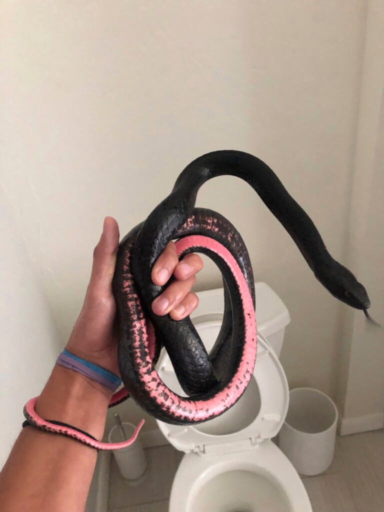 Snake In A Toilet: Slithering Visitor To Arizona Home Camps Out Where Homeowner Least Expects It