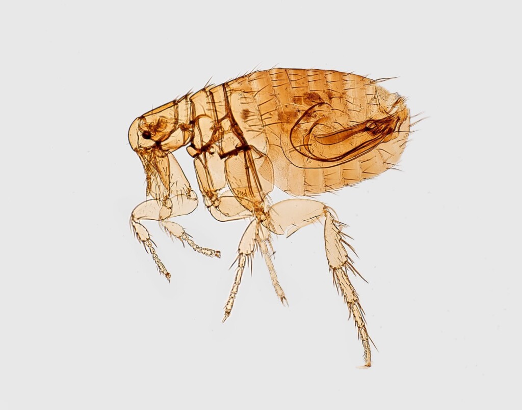 Fleaborne Typhus Cases Climbing In La County, Cdc Says