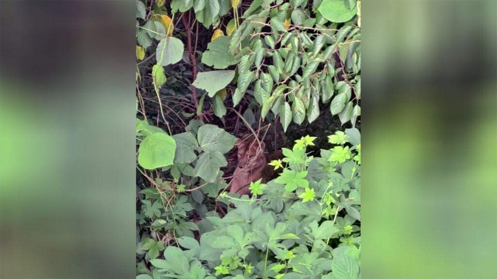 Endangered Lioness Killed After Escaping Farm In South Korea