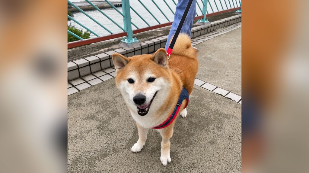 Cheems Balltze, The Internet’s Cheeseburger Loving Dog, Has Died