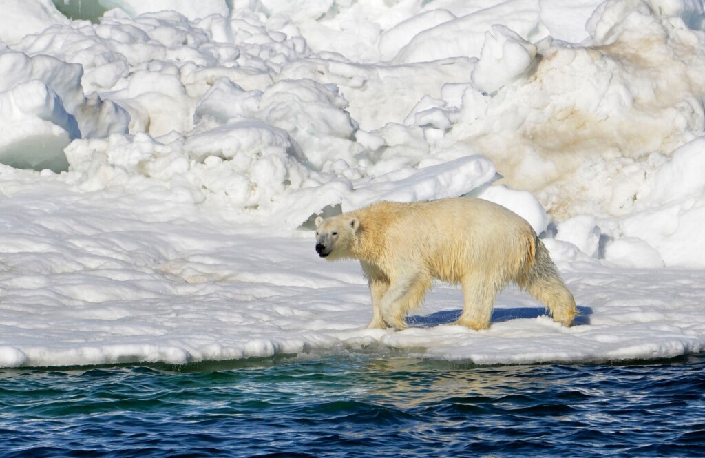 Scientists Say Study Found A Direct Link Between Greenhouse Gas Emissions And Polar Bear Survival