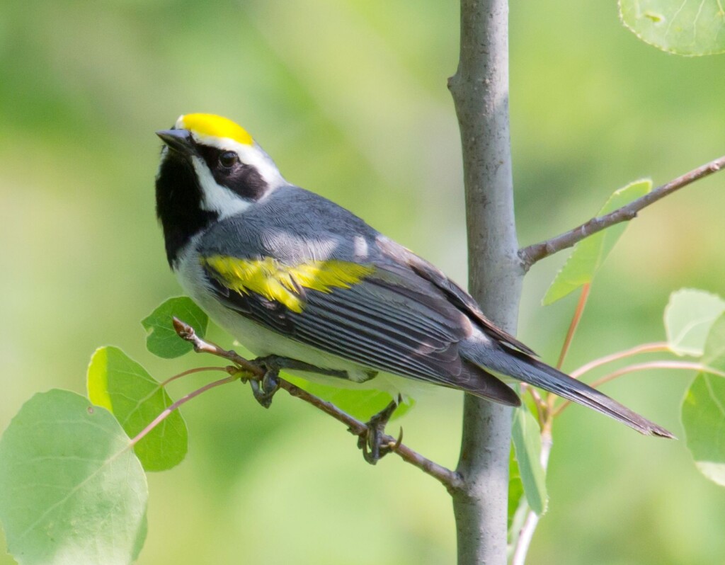 These Tiny Creatures Are Losing Their Battle To Survive. Here’s What We Can Do To Save Them