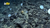 Mysterious ‘golden Egg’ Discovered On Sea Floor Near Alaska