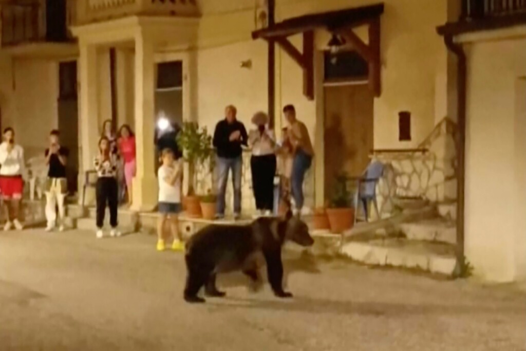 Outrage As Mother Of Biscuit Stealing Bear Cub Shot Dead In Italy