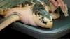 Turtle Returns Home From Wales To The Gulf Of Mexico After Two Year Ordeal