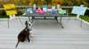 Paintings By One Eared Rescue Dog Named Van Gogh Raises Thousands For Animal Charities