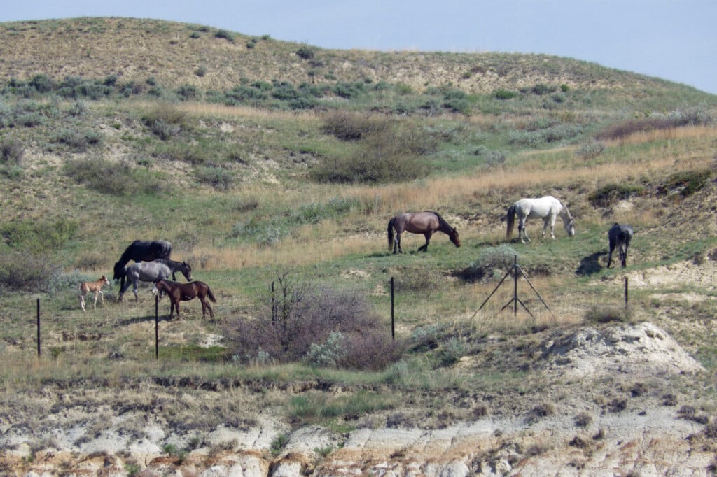 Wild Horses That Roam Theodore Roosevelt National Park May Be Removed. Many Oppose The Plan