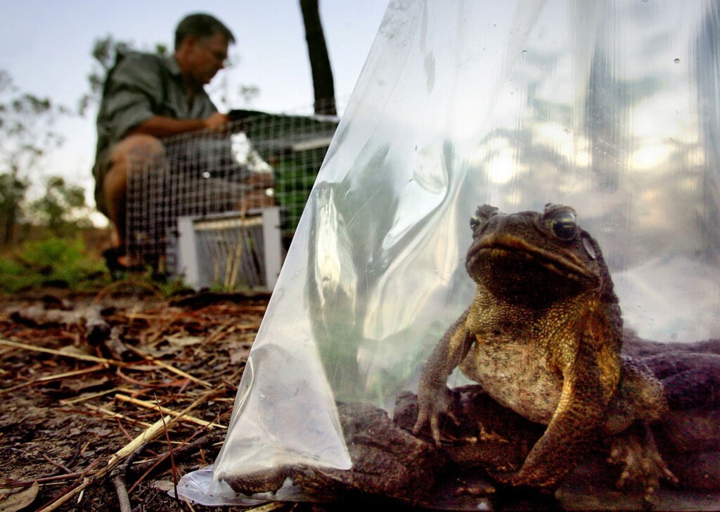 Invasive Species Cost The World $423 Billion Every Year And Are Causing Environmental Chaos, Un Report Finds