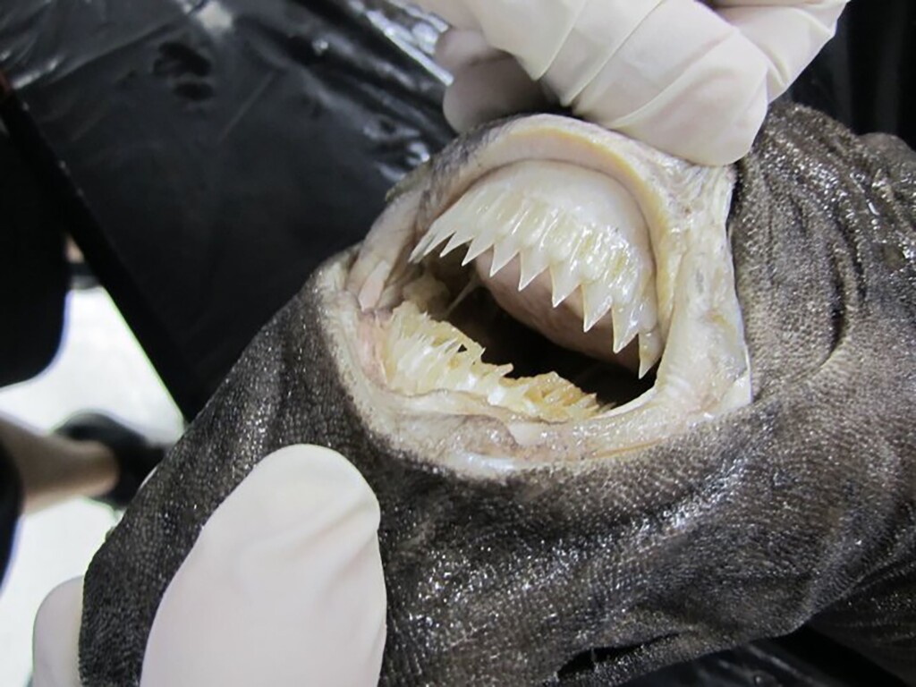 These Small Cookiecutter Sharks Sank An Inflatable Catamaran And Sparked A Dramatic Rescue