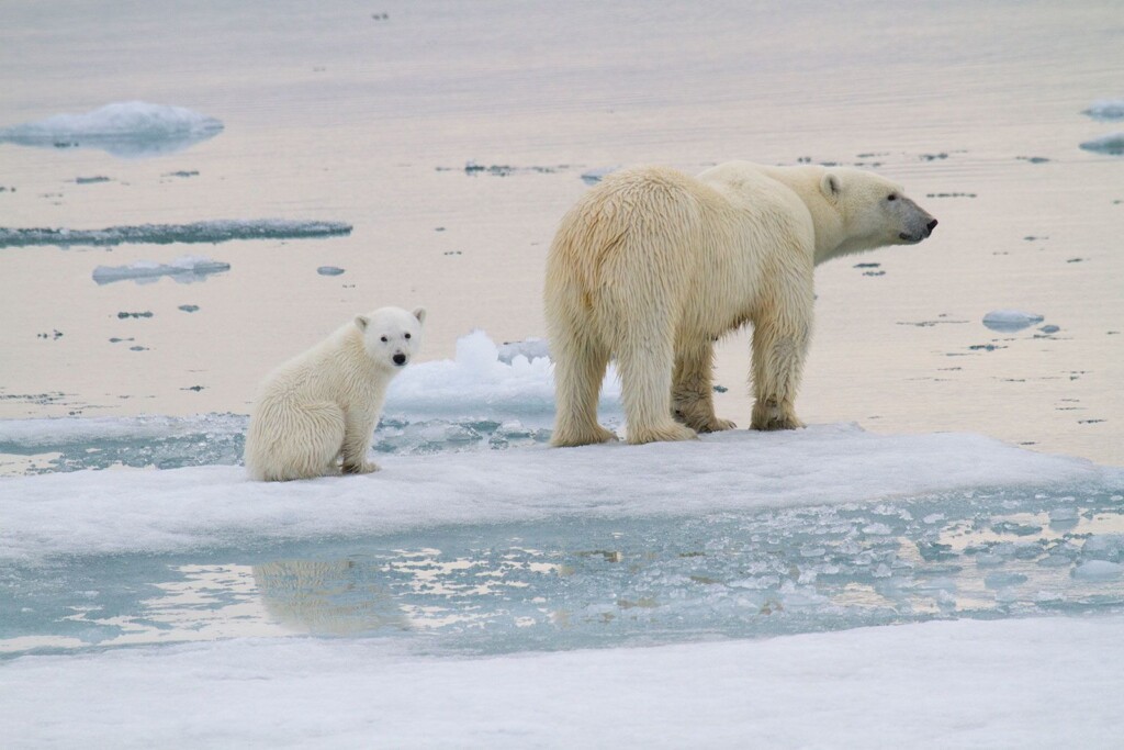Scientists Say They’ve Found A Direct Link Between Planet Warming Pollution And Polar Bear Survival