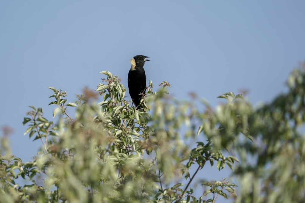 North American Grassland Birds In Peril, Spurring All Out Effort To Save Birds And Their Habitat