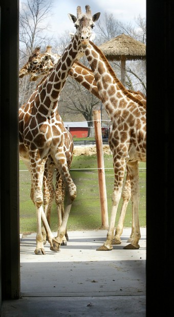Niabi Zoo