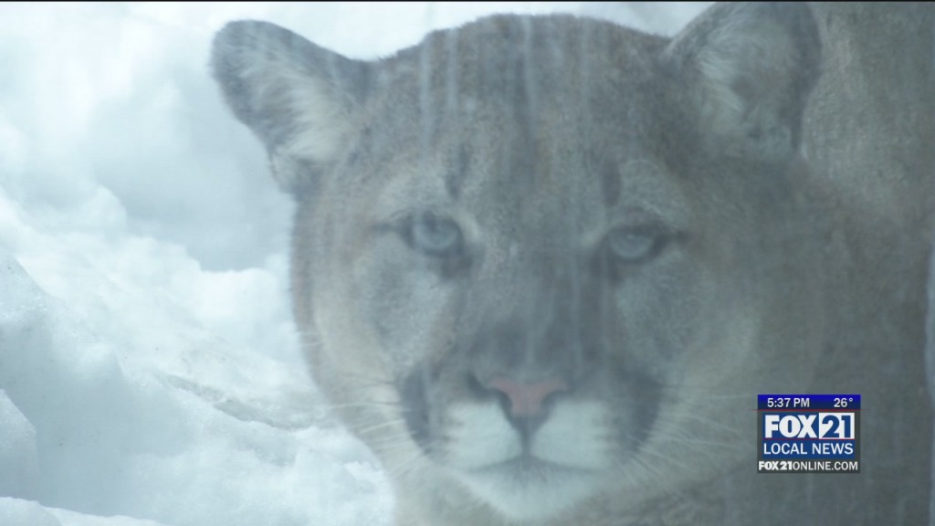 New Cougar Exhibit